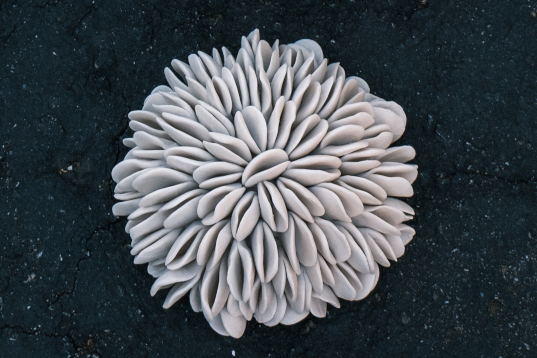 Coral No. 1